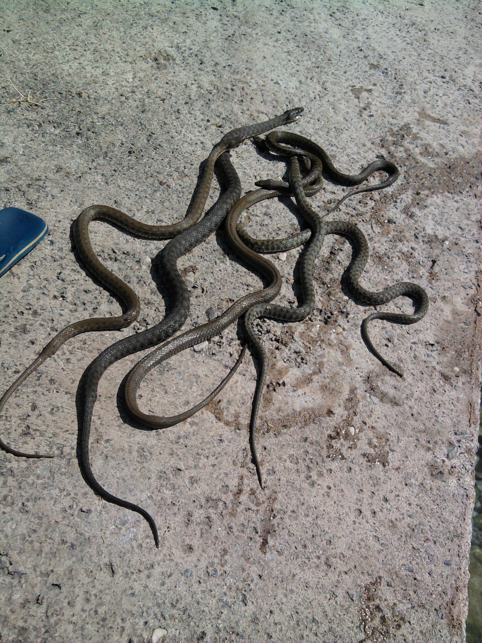 The Ecological Importance of Snakes (image credits: wikimedia)