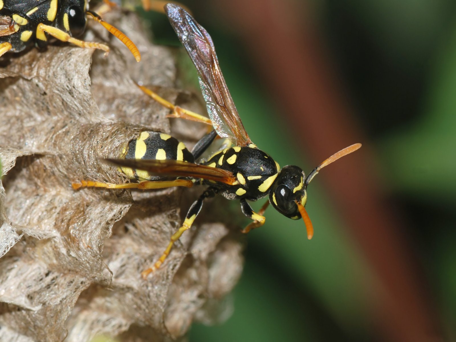 Wasps: The Unsung Heroes of Natural Balance (image credits: By Alvesgaspar, CC BY-SA 3.0, https://commons.wikimedia.org/w/index.php?curid=4102435)