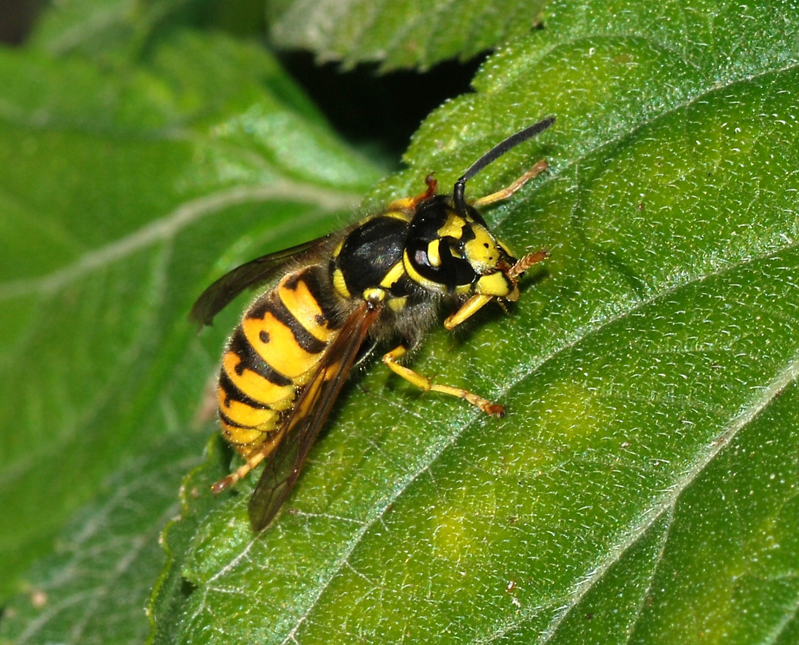 The Surprising Diversity of Wasp Species (image credits: wikimedia)