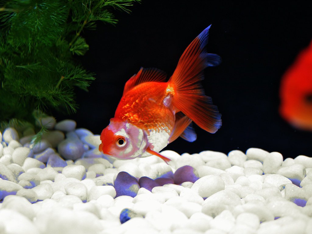 The Goldfish Memory Myth That Won't Die (image credits: flickr)