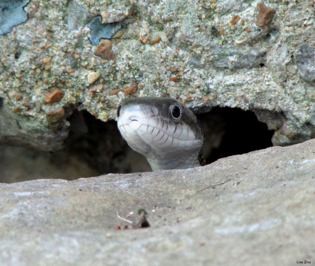 The Surprising Diversity of Snake Diets (image credits: flickr)