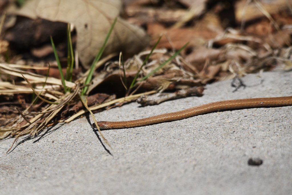 Amazing Adaptations for Survival (image credits: flickr)