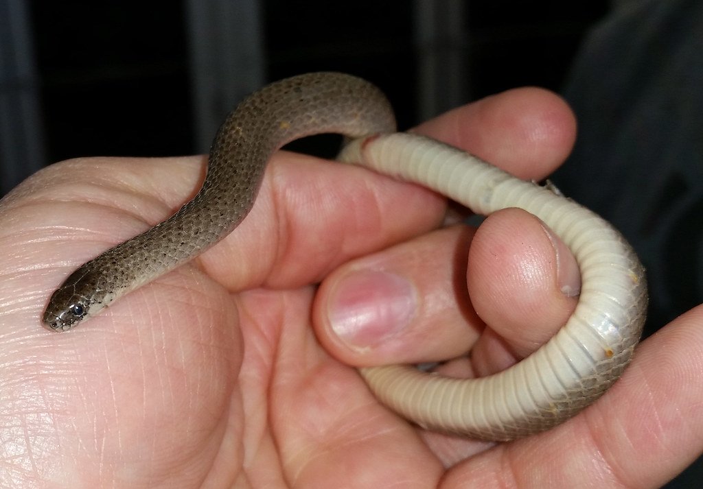 The Future of Snake Research (image credits: flickr)