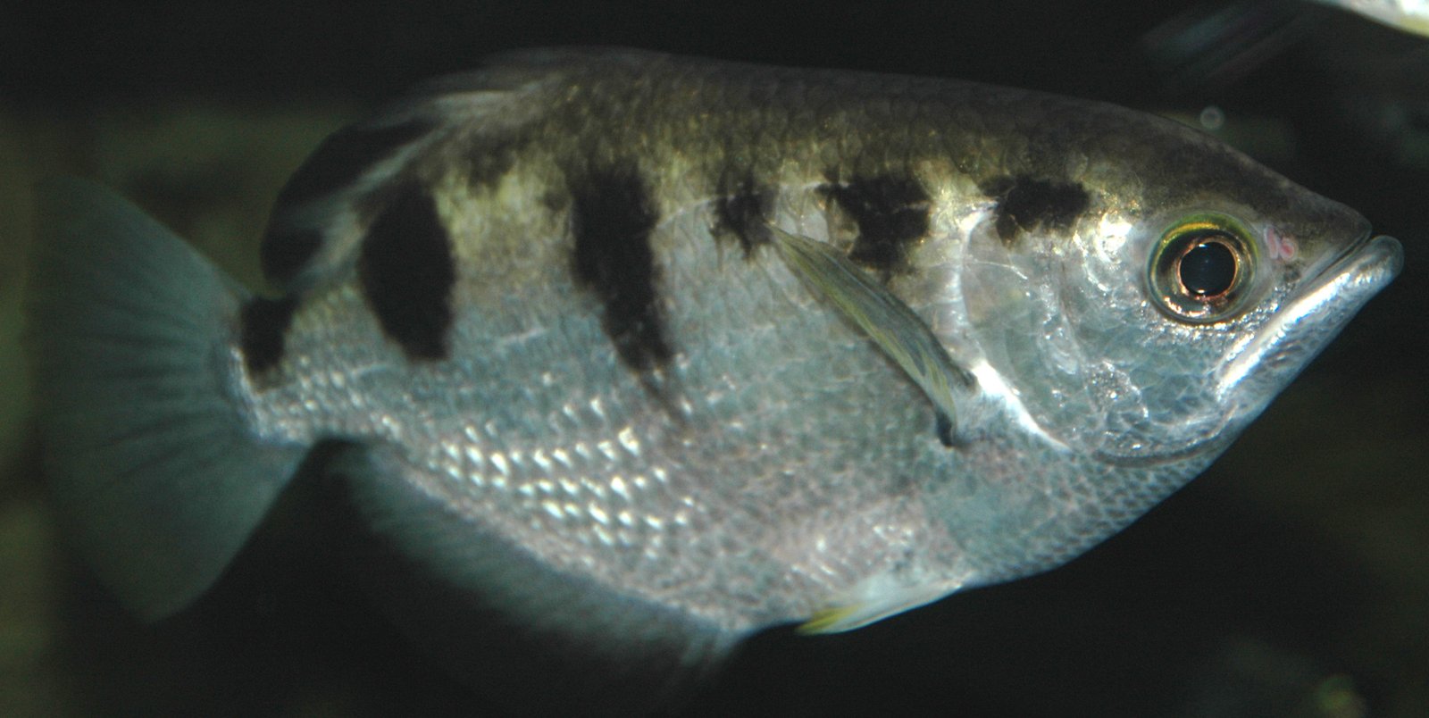 The Archerfish: Nature's Precision Marksman (image credits: wikimedia)