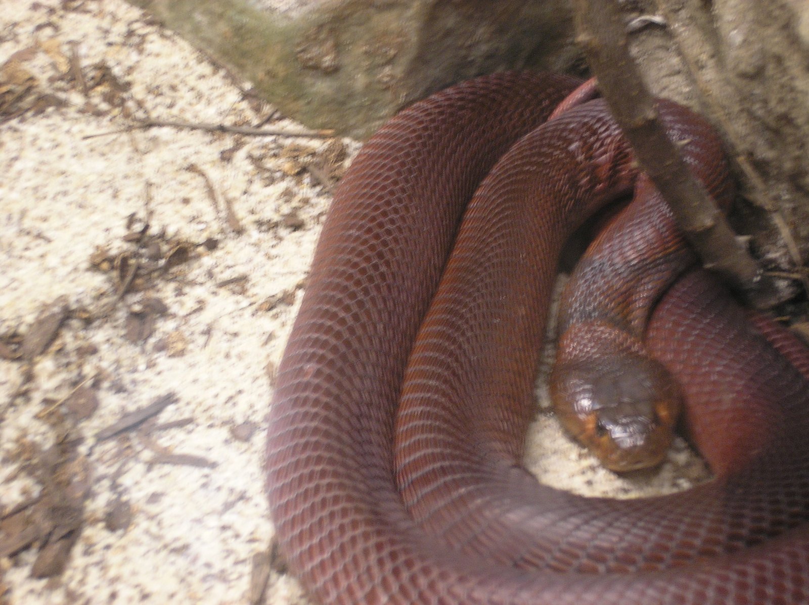 Spitting Cobras: Venomous Liquid Bullets (image credits: wikimedia)