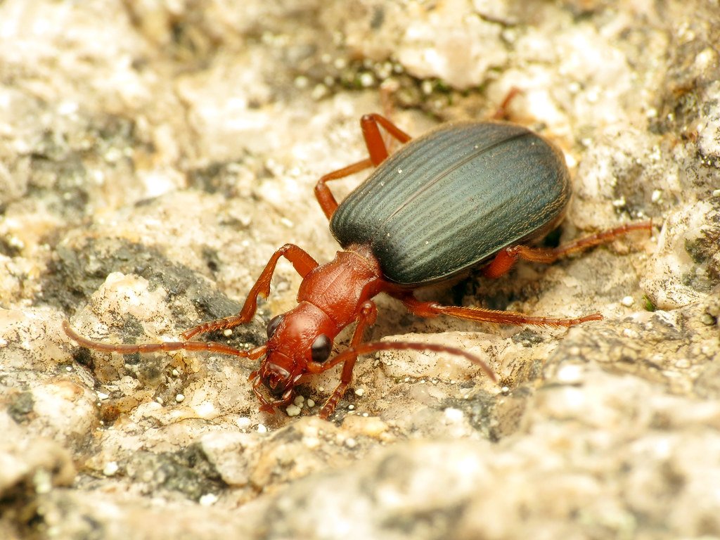 The Bombardier Beetle: Living Chemical Warfare (image credits: flickr)