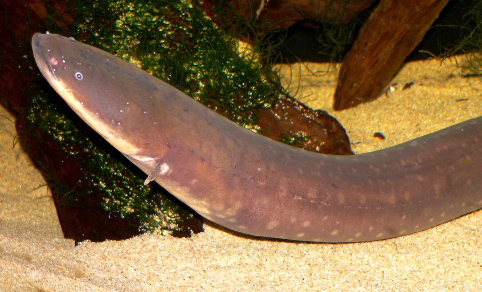 Electric Eels: High-Voltage Biological Tasers (image credits: wikimedia)