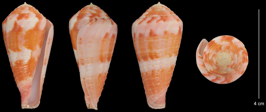 Cone Snails: Silent Assassins of the Sea (image credits: flickr)