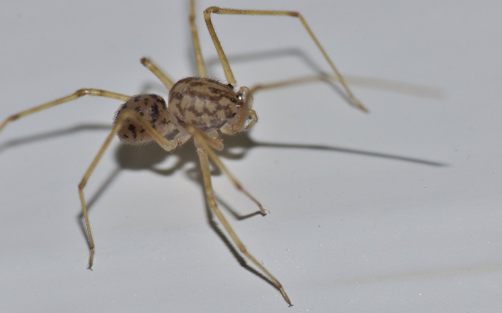 Spitting Spiders: Eight-Legged Sharpshooters (image credits: flickr)