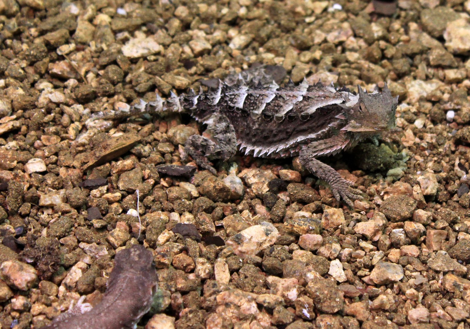 Horned Lizards: Blood-Shooting Defense Specialists (image credits: wikimedia)