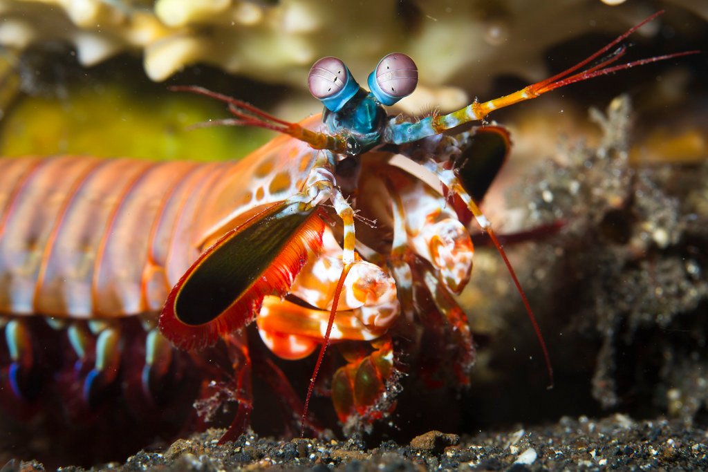 Mantis Shrimp: The Ocean's Most Powerful Punchers (image credits: flickr)