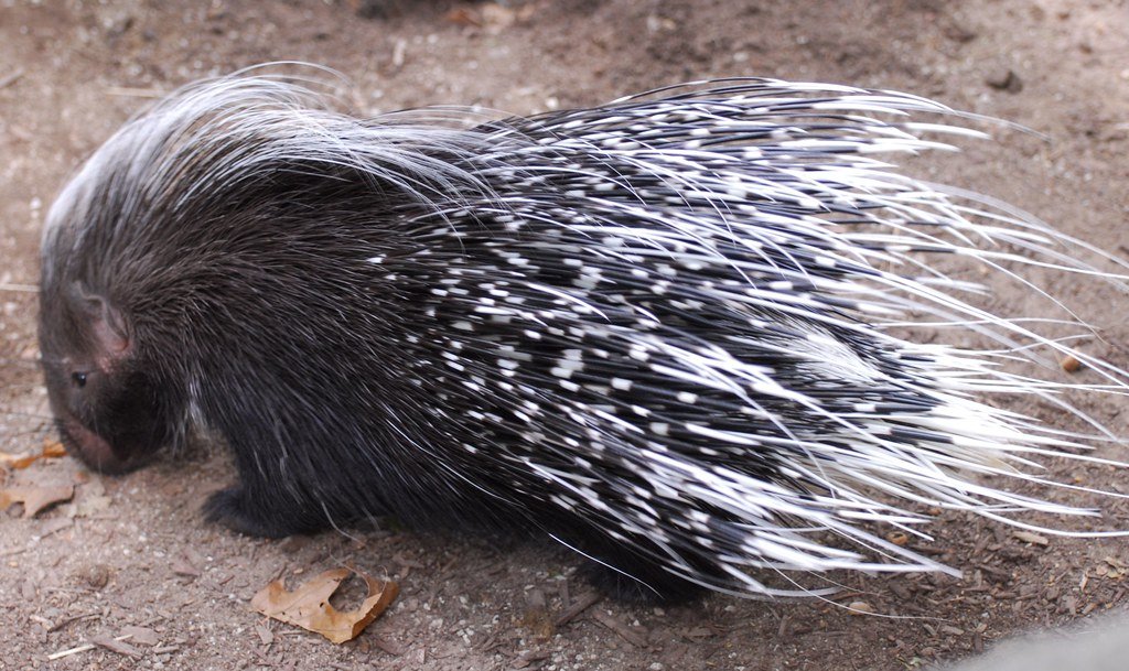Porcupines: Walking Pin Cushions with Projectile Potential (image credits: flickr)