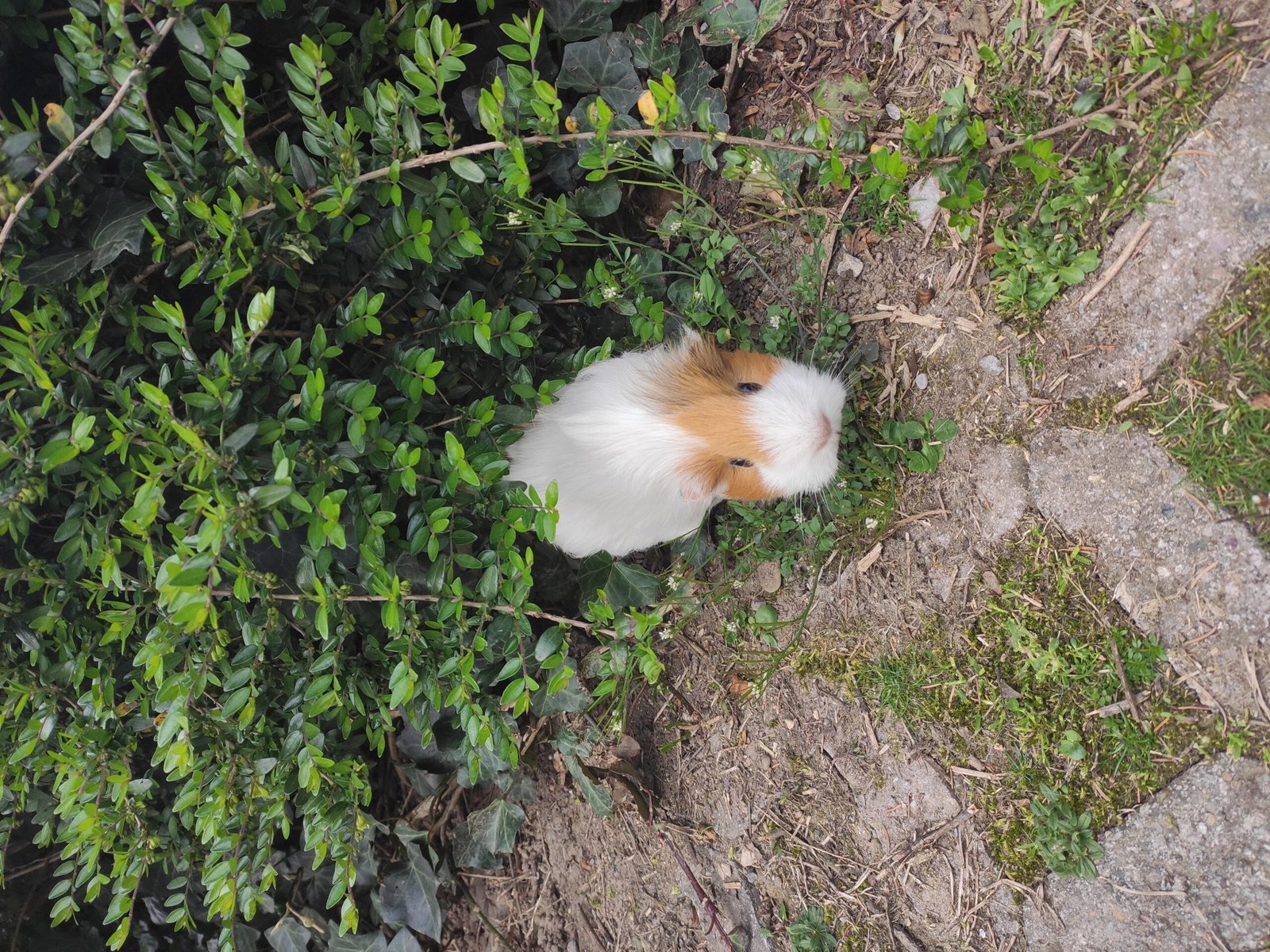 The Digital Age Guinea Pig (image credits: wikimedia)