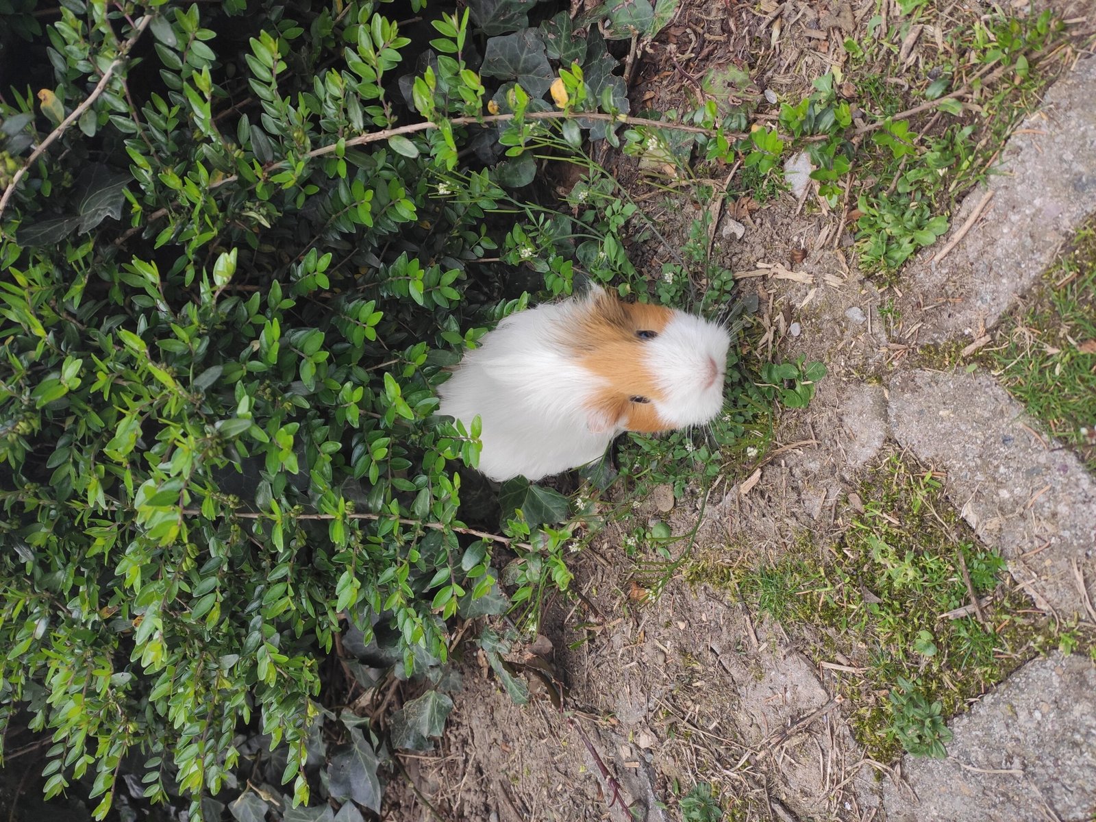 From the Andes to the Living Room: A Guinea Pig’s Long History With Humans