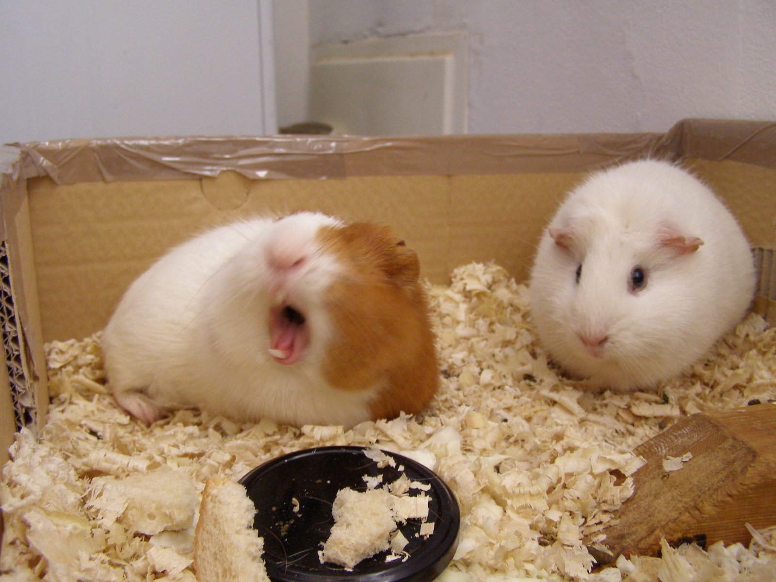 Guinea Pig Intelligence and Problem-Solving (image credits: wikimedia)
