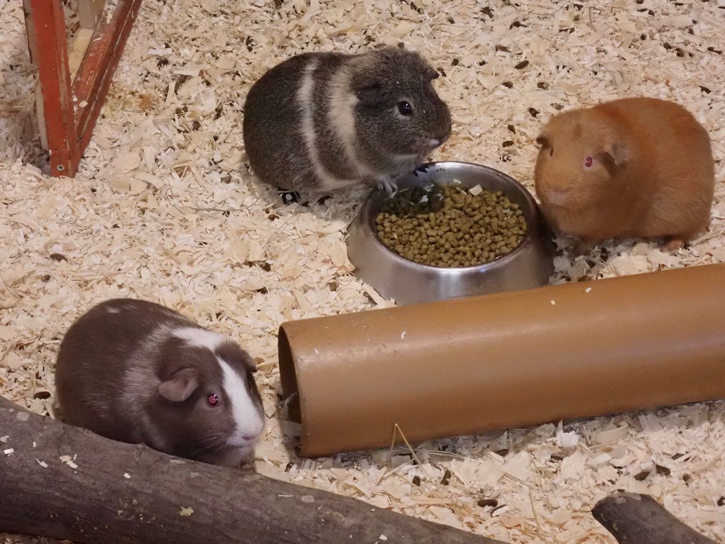 The Future of Guinea Pig Communication Research (image credits: flickr)