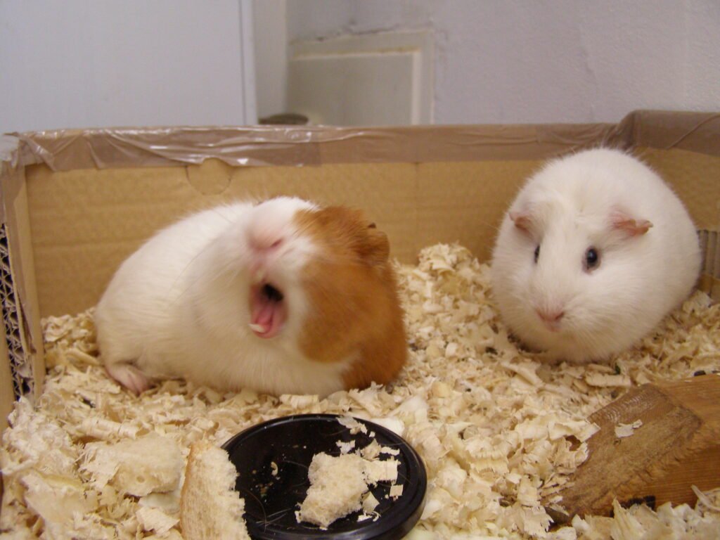 Why Guinea Pigs Are Born Talking – And Other Fun Facts