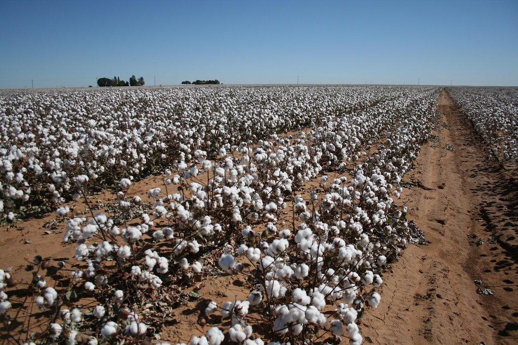Global Cotton: A Worldwide Web (image credits: flickr)
