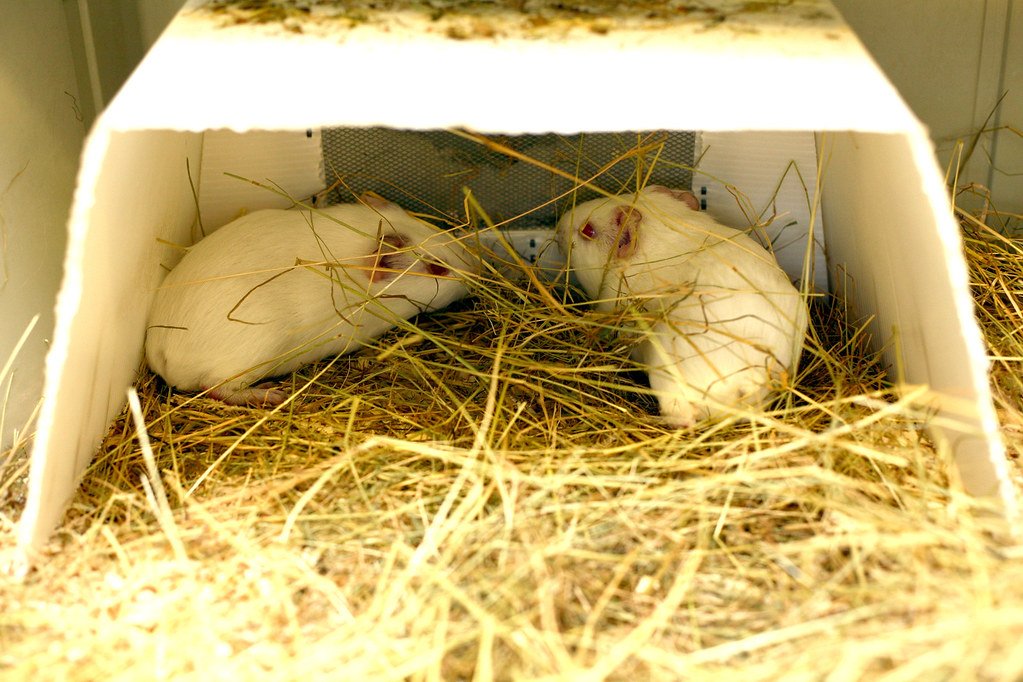 The Historical Foundation of Guinea Pig Research (image credits: flickr)