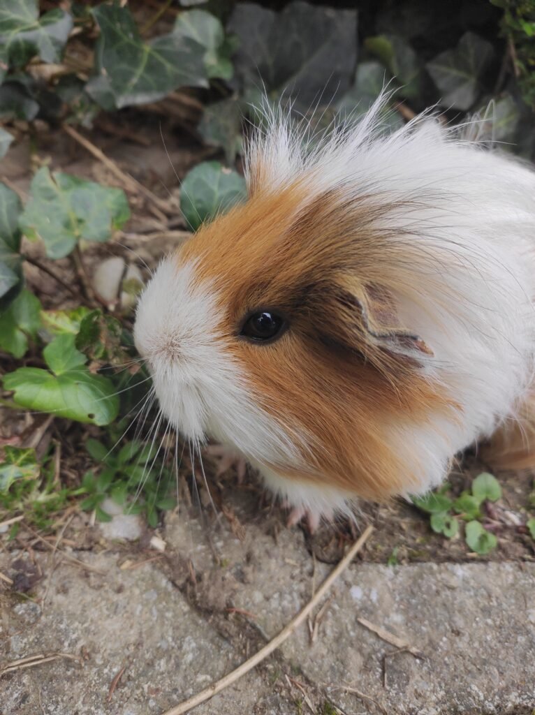 The Legacy of Laboratory Guinea Pigs