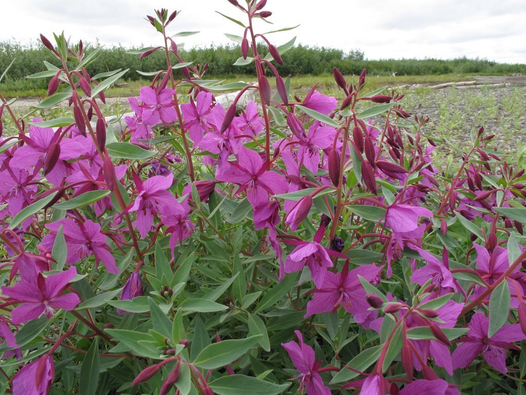 Pioneering Plants That Lead the Recovery (image credits: flickr)