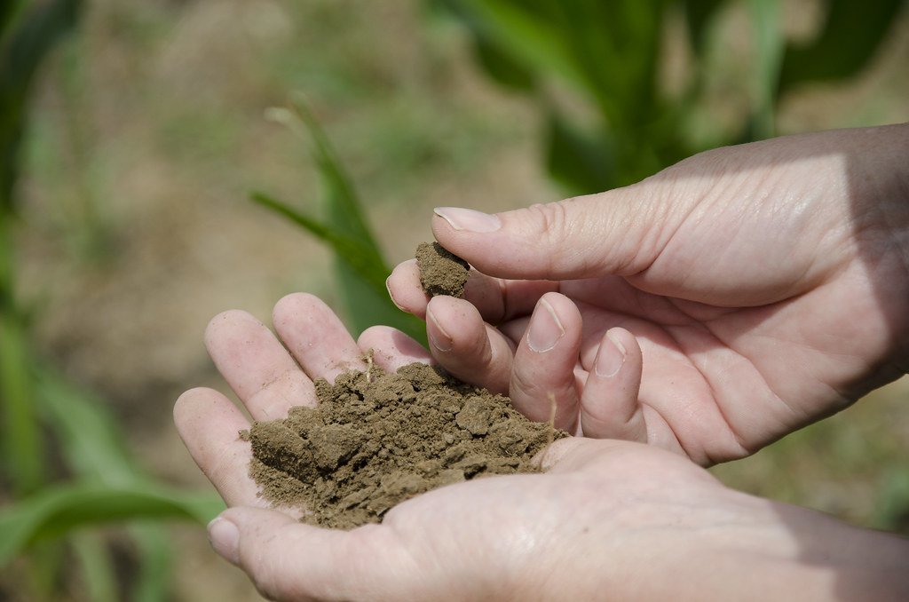 The Role of Soil Microorganisms in Plant Recovery (image credits: flickr)