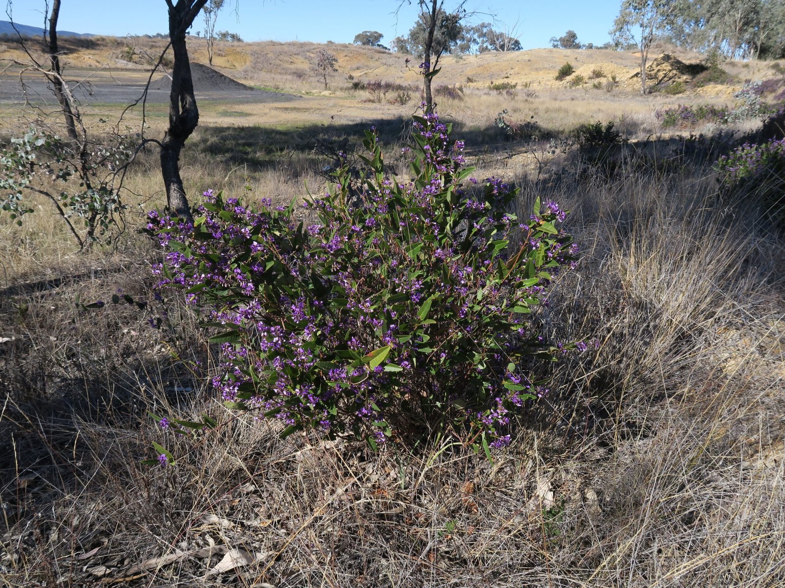 Seed Dispersal Mechanisms After Fire (image credits: wikimedia)