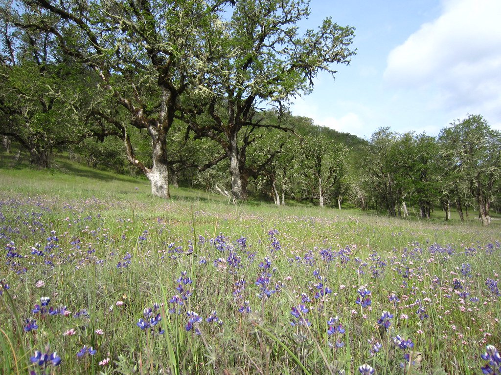 Human Interventions That Support Natural Recovery (image credits: flickr)