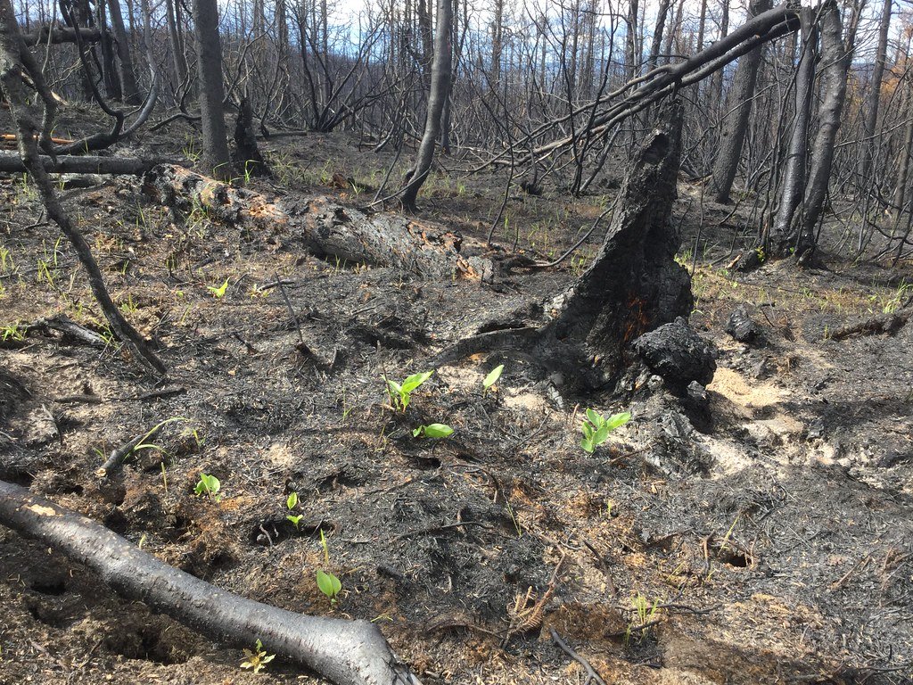 Success Stories from Major Fire Recovery Projects (image credits: flickr)