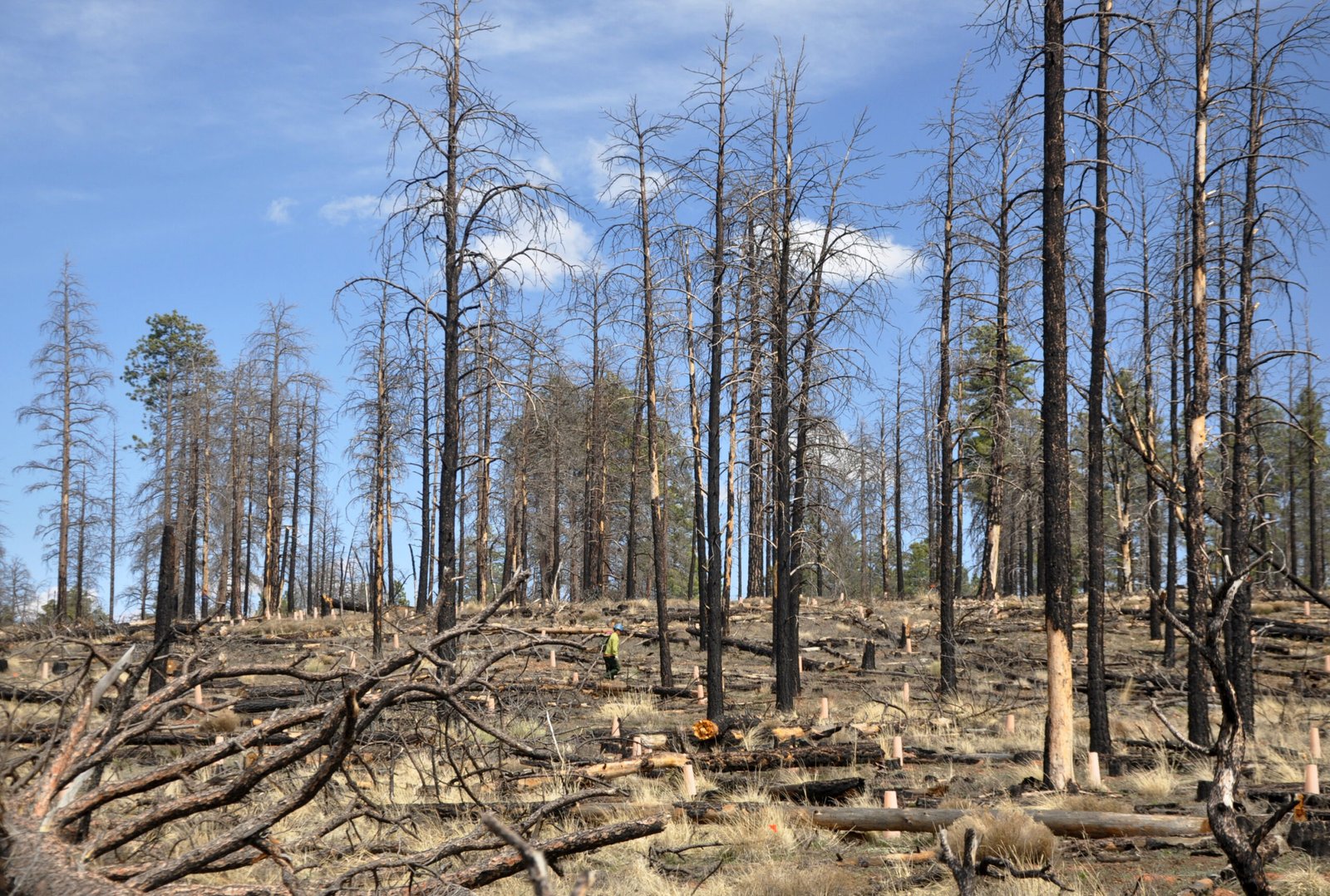 Future Innovations in Fire Recovery (image credits: wikimedia)