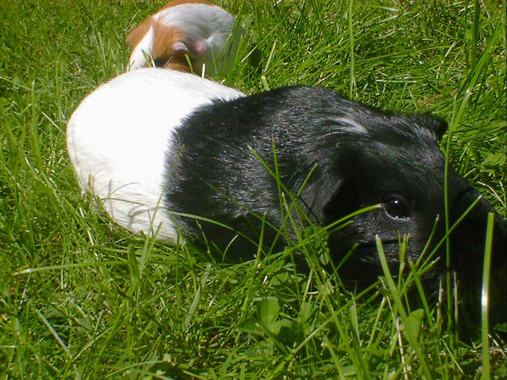 Wheeking: The Universal Guinea Pig Language (image credits: flickr)