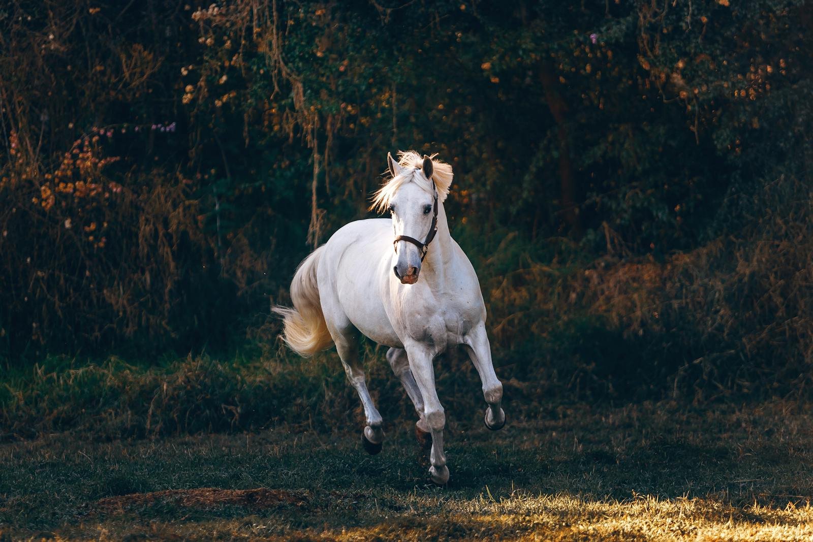 Why Horses Are Fast, Fragile, and Freaking Out All the Time