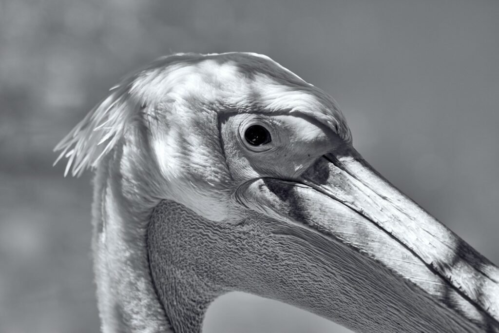 a close up of a bird's head with a sky background