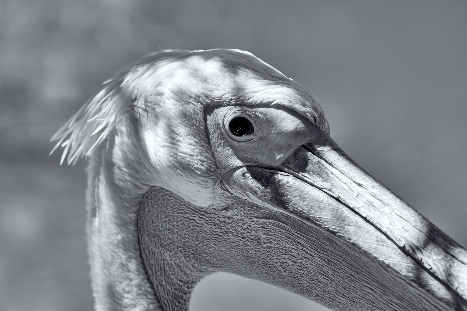 How a 250-Kilogram Pterosaur Launched Into the Air Using All Fours