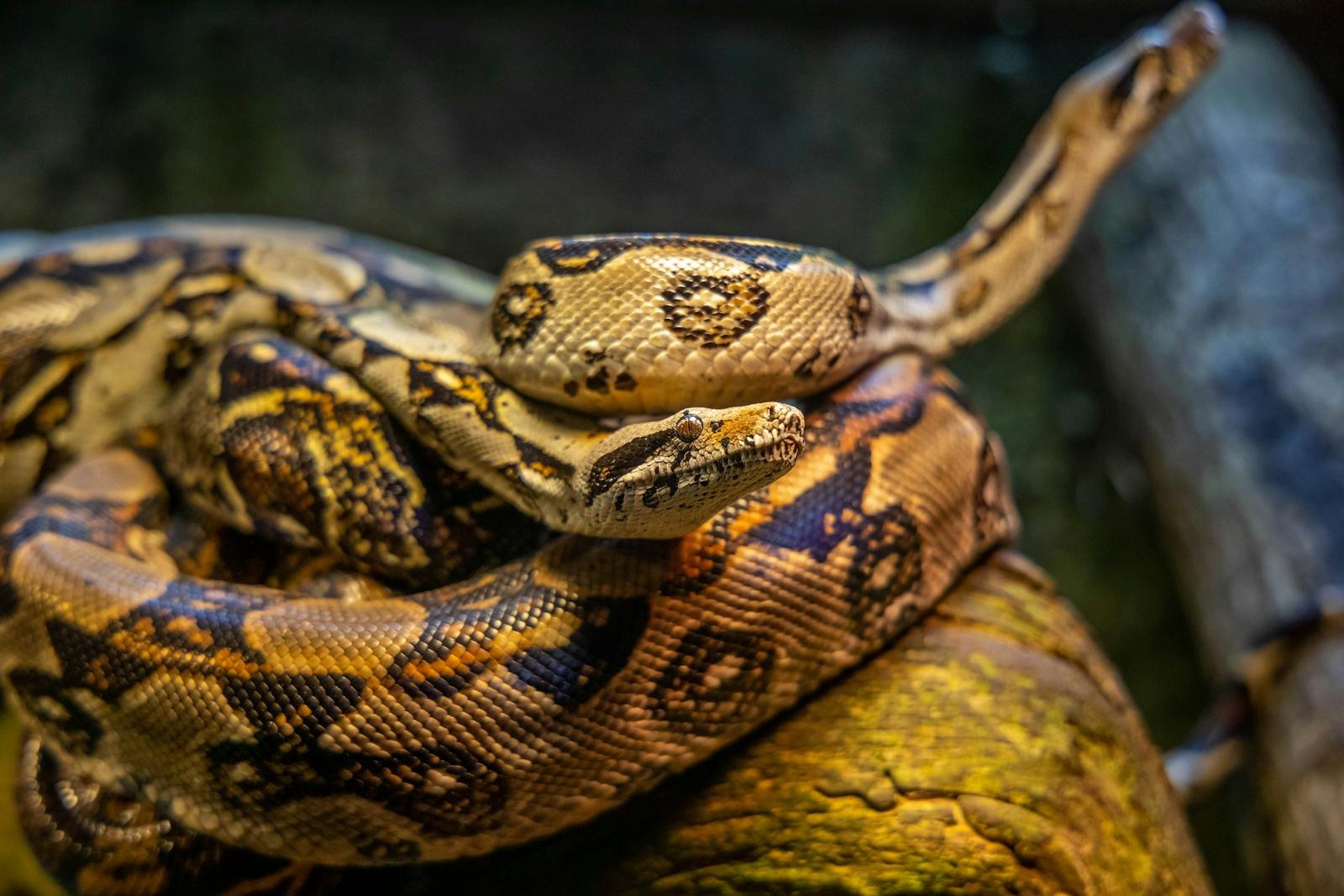 The Most Misunderstood Animals in the World? Let’s Talk About Snakes