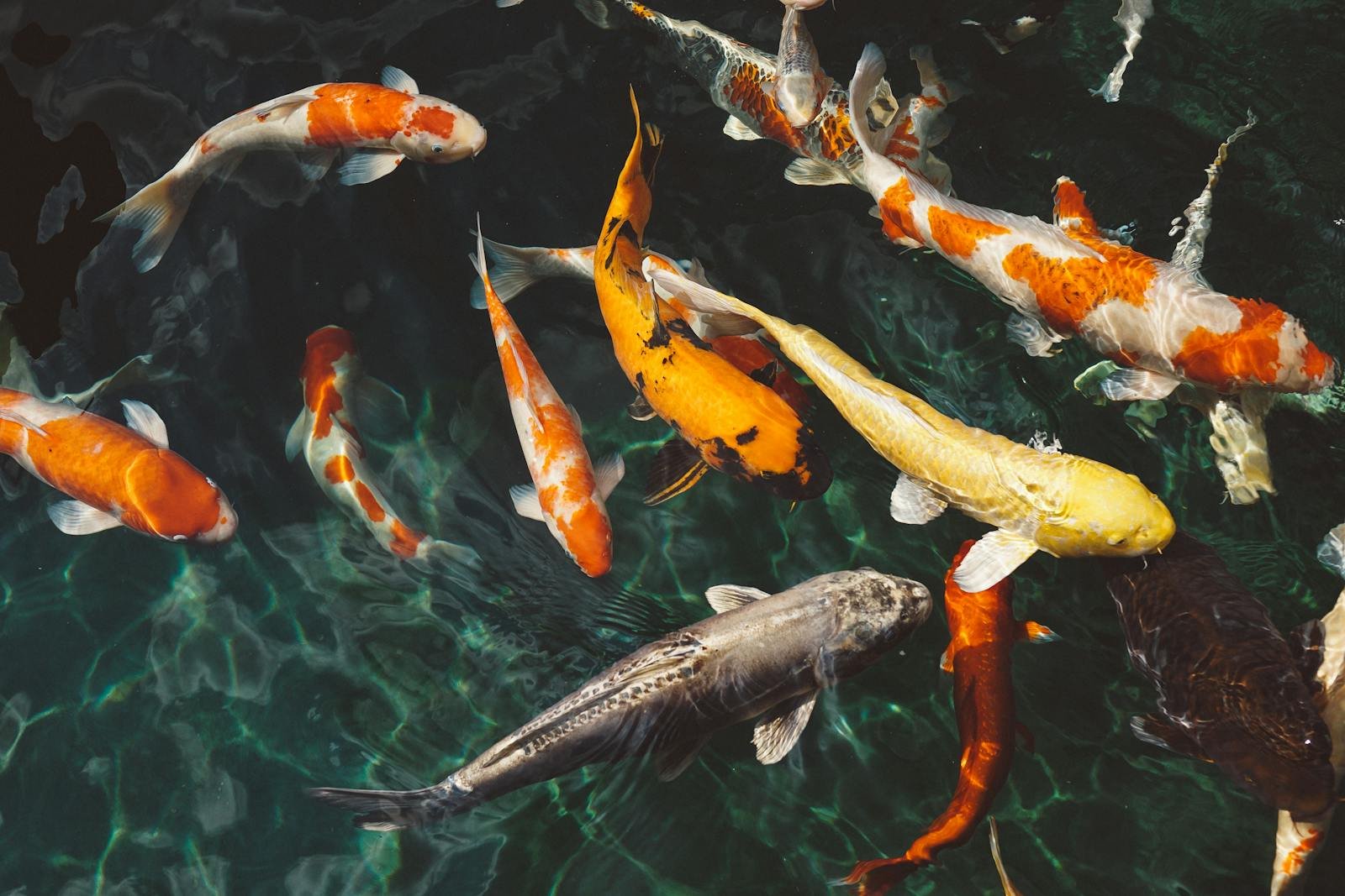 Why Koi Fish Remember Faces – And What That Tells Us About Animal Intelligence