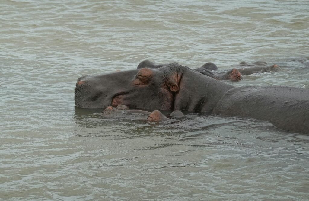 Close-up of a hippopotamus submerged in water, capturing its calm and natural habitat.