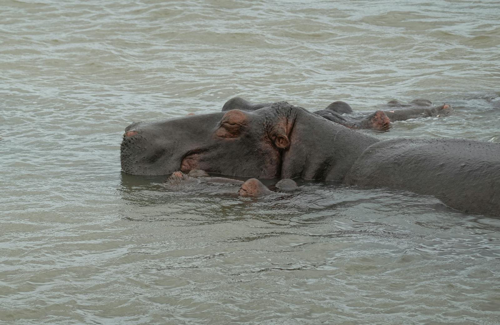 How Hippos Make Their Own Natural Sunscreen