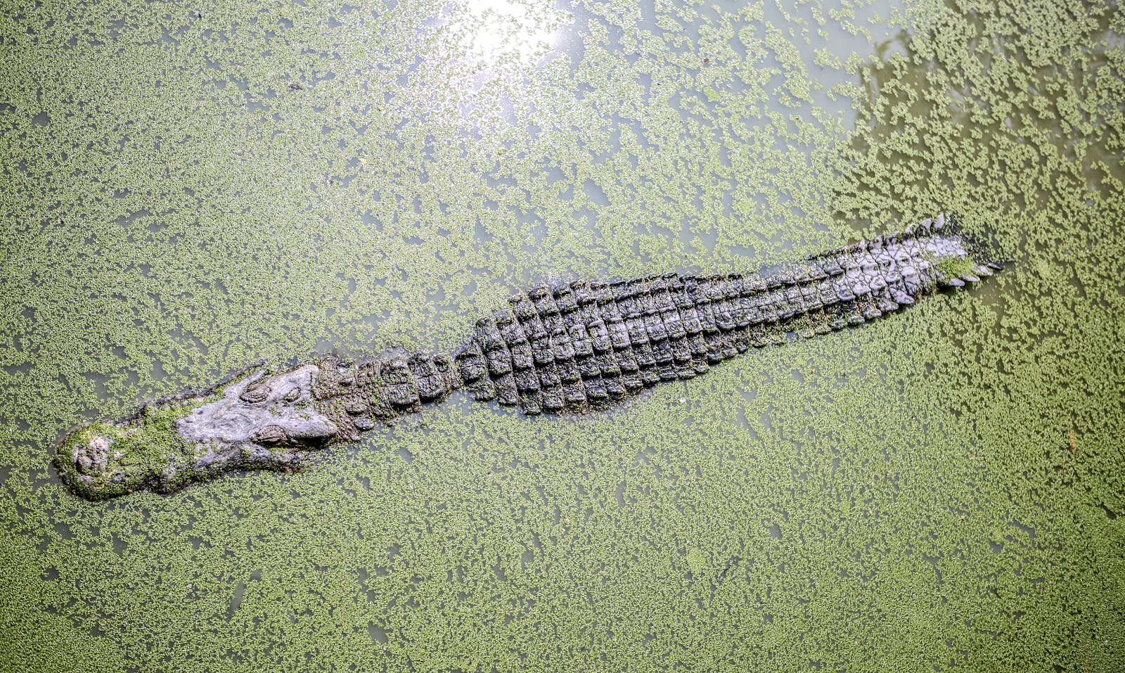 Effigia: The 200-Million-Year-Old Crocodile That Ran Like a Dog