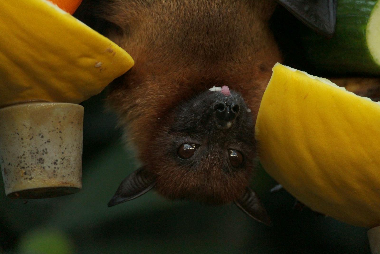 Why Bats Are Basically Flying Hands With Built-In Radar