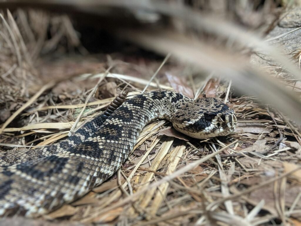 A close-up image of a venomous rattlesnake camouflaged in its natural habitat in Atlanta, Georgia.
