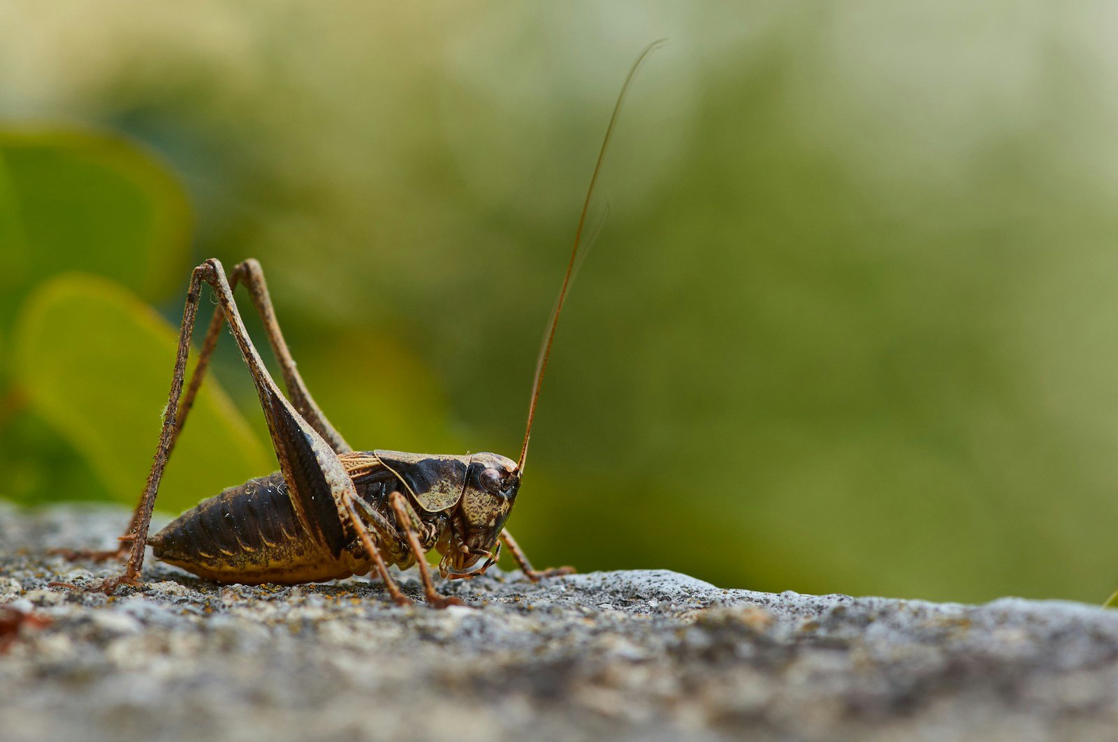 How Crickets Measure Temperature With Their Chirps