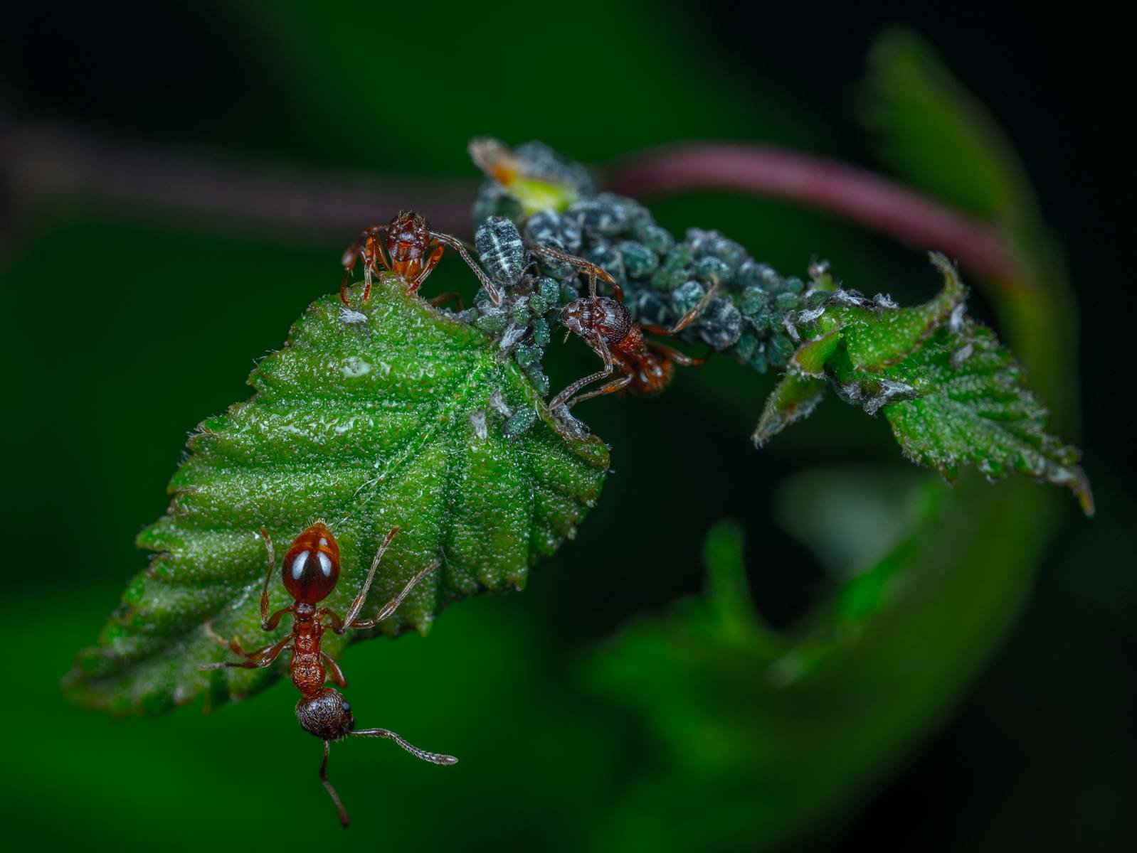Ants Use Living Bridges Made of Their Own Bodies (and That’s Not the Weirdest Bit)