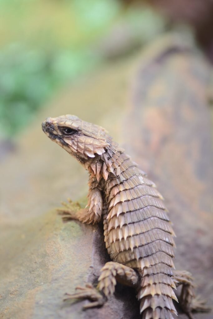 Detailed view of an armadillo lizard perched on a rock, showcasing its textured scales.