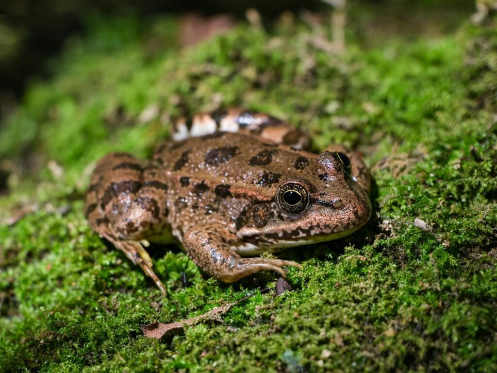 cute frog in a swamp