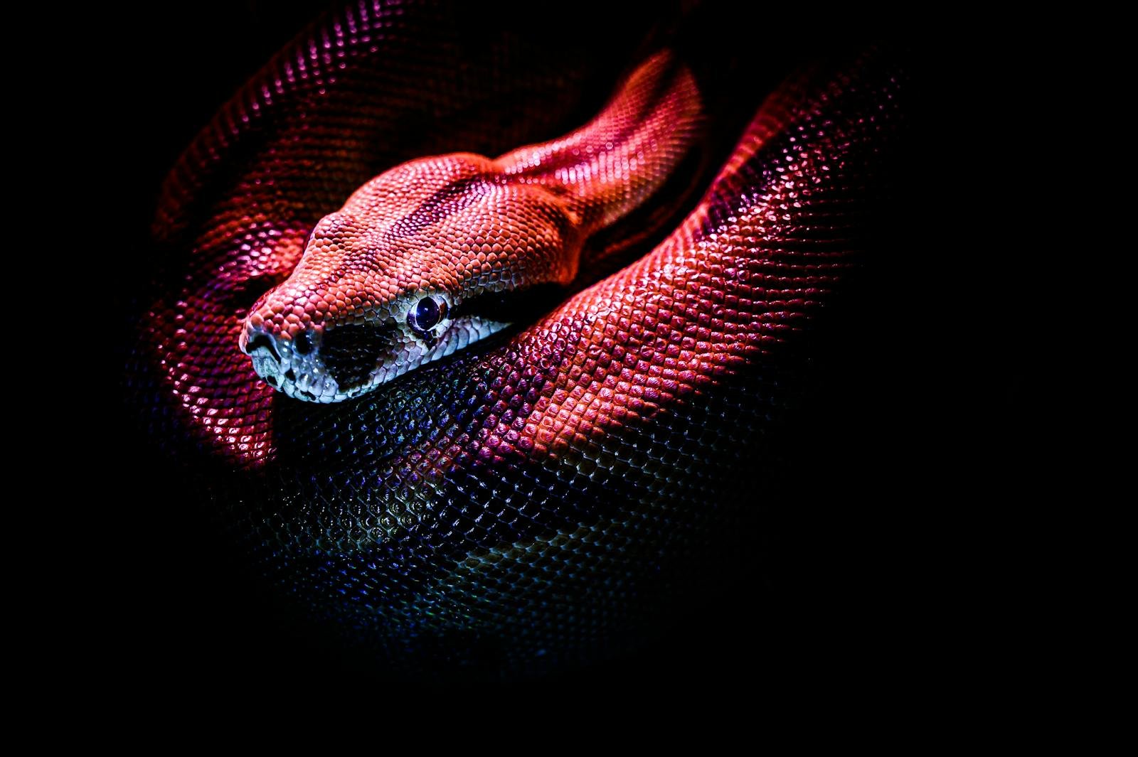 How Snakes Evolved From Limbed Ancestors to Slithering Hunters