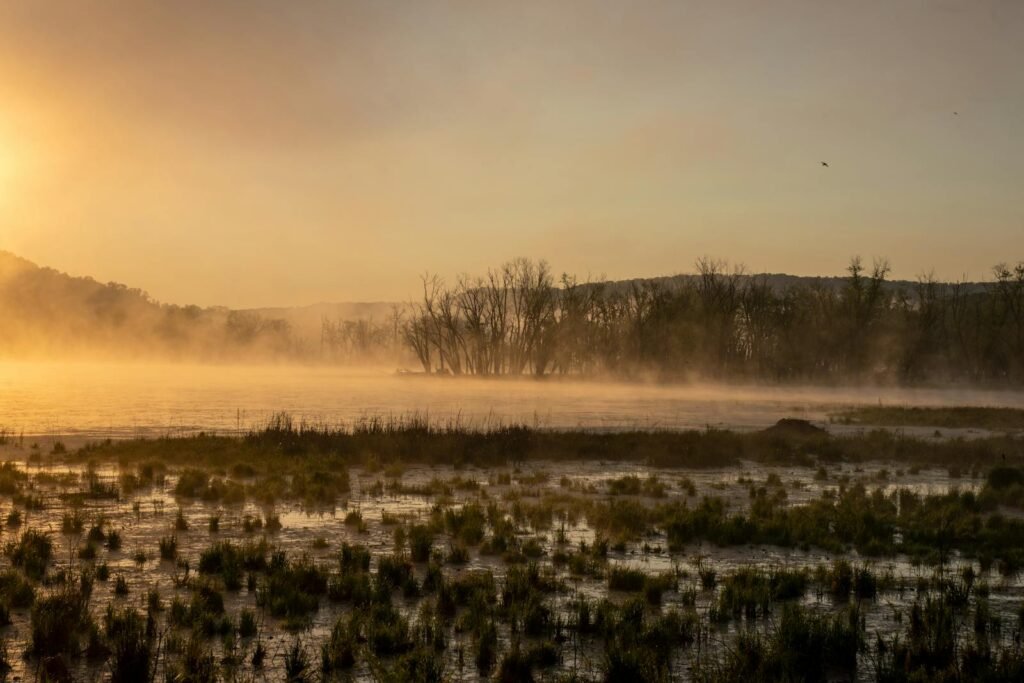 Wetlands