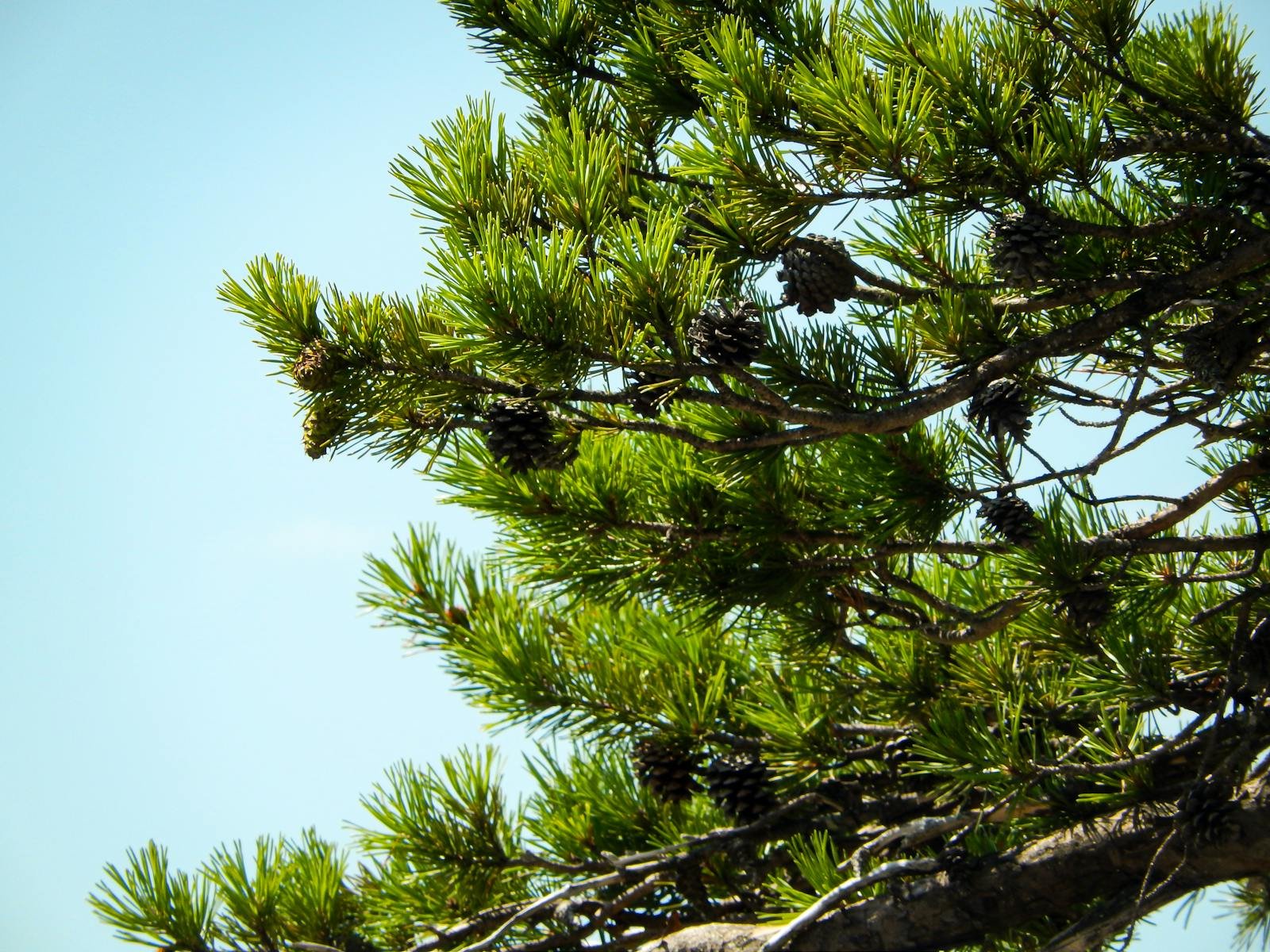 The Wollemi Pine: Australia’s “Living Fossil” Discovered in 1994