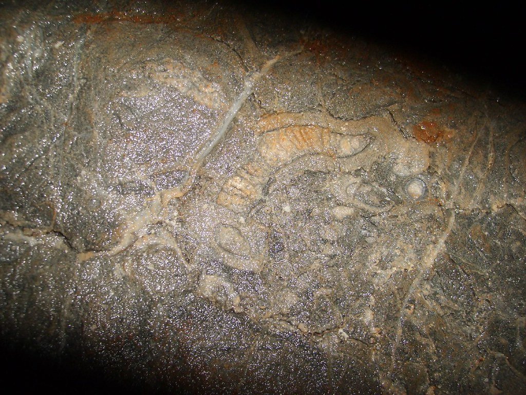 Fossils on the reef that makes up the limestone