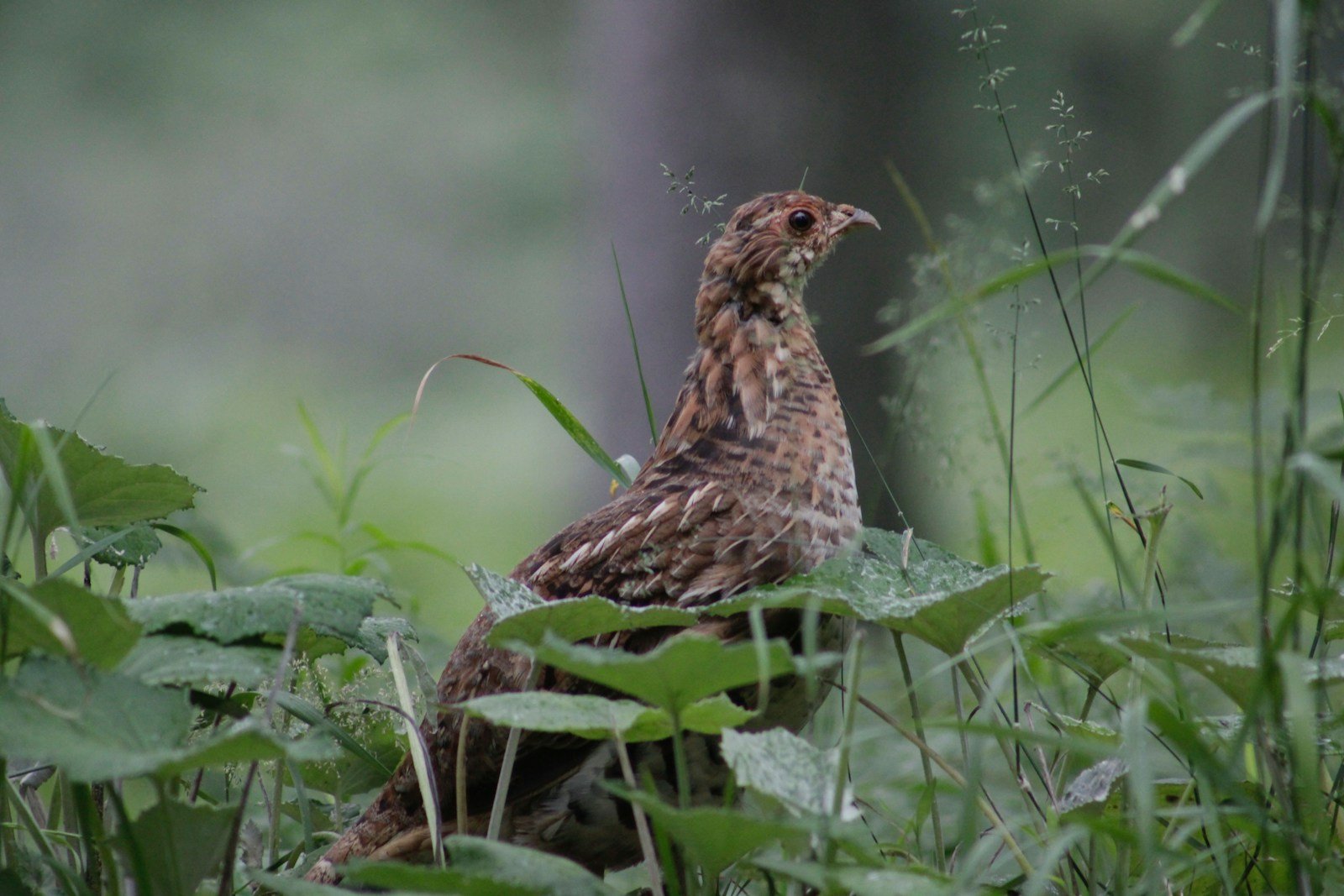 From Songbird to Space bird: The Strange Science Behind Japanese Quails
